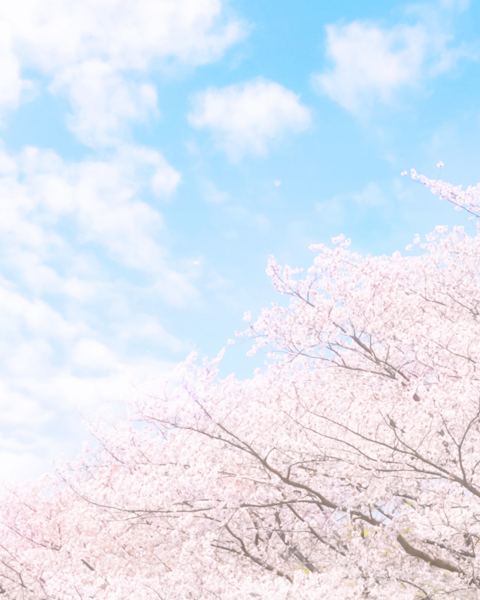 sakura
